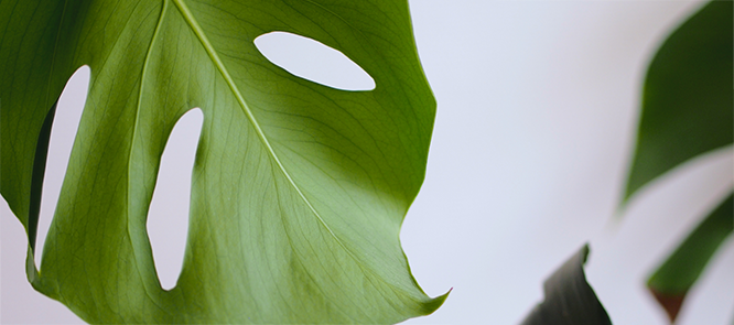 プライバシーポリシー